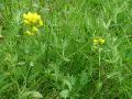 Gulvial, Lathyrus pratensis, Abisko Sweden 2006