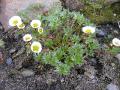 Isranunkel, Ranunculus glacialis, Abisko Sweden 2006