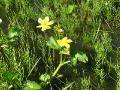 Kabbeleka, Caltha palustris, Kärkevagge Sweden 2006