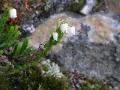 Kantljung, Cassiope tetragona,  Abisko Sweden 2006