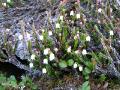 Kantljung, Cassiope tetragona,  Abisko Sweden 2006