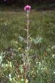 Kärrtistel, Circium palustre, Härjedalen Sweden 1998
