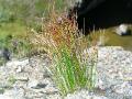 Klynnetåg, Juncus trifidus, Kärkevagge Sweden 2006