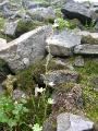 Knoppbräcka, Saxifraga cernua, Sarek Sweden 2005