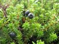 Nordkråkbär (kråkbär), Empetrum hermapfroditum, Abisko Sweden 2006