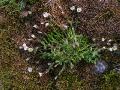 Lapparv, Cerastium cerastoides, Abisko Sweden 2006