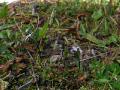 Lappgentiana, Gentianella tenella, Abisko Sweden 2006