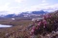 Lappljung, Phyllodoce caerulea, Padjelanta Sweden 2004