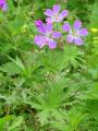 Midsommarblomster, Geranium sylvaticum, Abisko Sweden 2006
