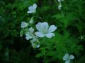 Midsommarblomster, Geranium sylvaticum, Vitblommig, Abisko Sweden 2006
