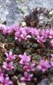 Purpusbräcka, Saxifraga oppositifolia, Sarek Sweden 2003