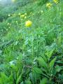 Smörboll, Trollius euaopaeus, Njulla Abisko Sweden 2006