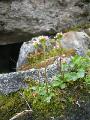 Spädbräcka, Saxifraga tenuis, Sarek Sweden 2005