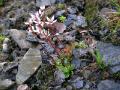 Stjärnbräcka, Saxifraga stellaris, Njulla Abisko Sweden 2006