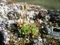 Tuvbräcka, Saxifraga cespitosa, Paddus Abisko Sweden 2006